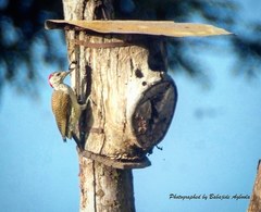 Campethera punctuligera