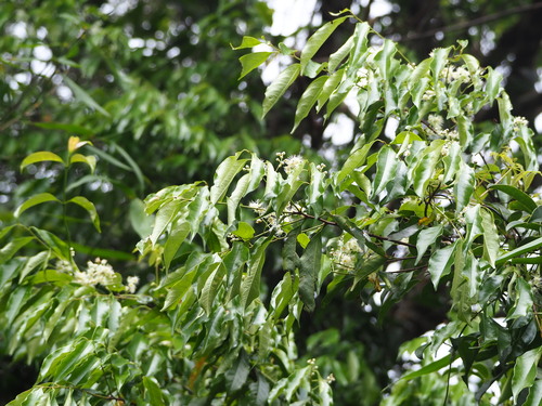 Prunus phaeosticta, photograph 1