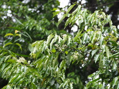 author not stated, no rights reserved Prunus phaeosticta, photograph author not stated, no rights reserved
