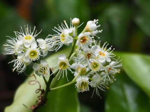 Prunus phaeosticta, photograph 3