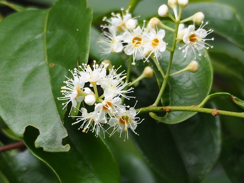 Prunus phaeosticta