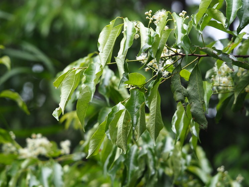 Prunus phaeosticta, photograph 2