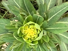 Euphorbia palustris