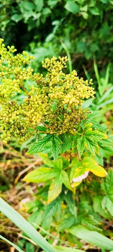 Meadowsweet