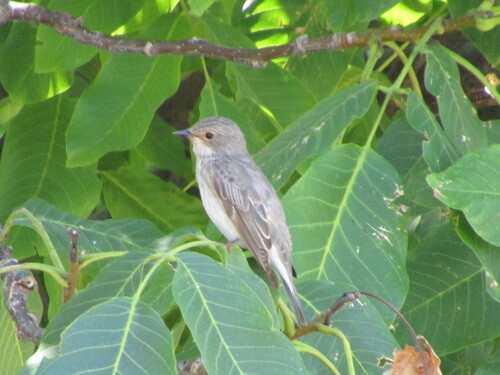 Papamoscas gris (Muscicapa striata)