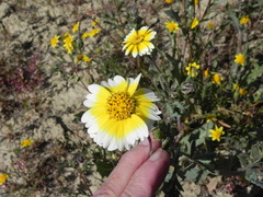 Layia munzii