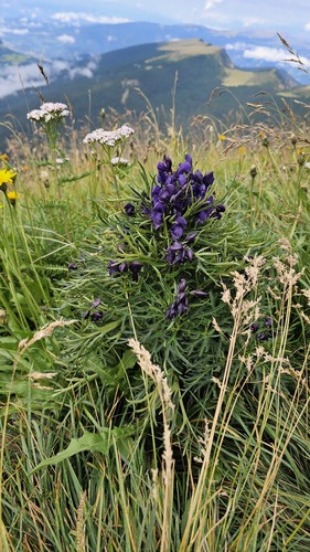 Aconitum tauricum, photograph 1