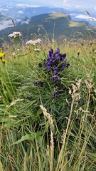 Aconitum tauricum, photograph (c) Claude Kolwelter, some rights reserved (CC BY)