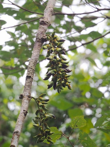 Mucuna macrocarpa, photograph 3