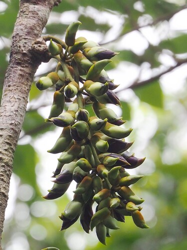 Mucuna macrocarpa, photograph 1