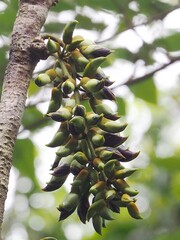 Mucuna macrocarpa