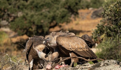 Eurasian Griffon