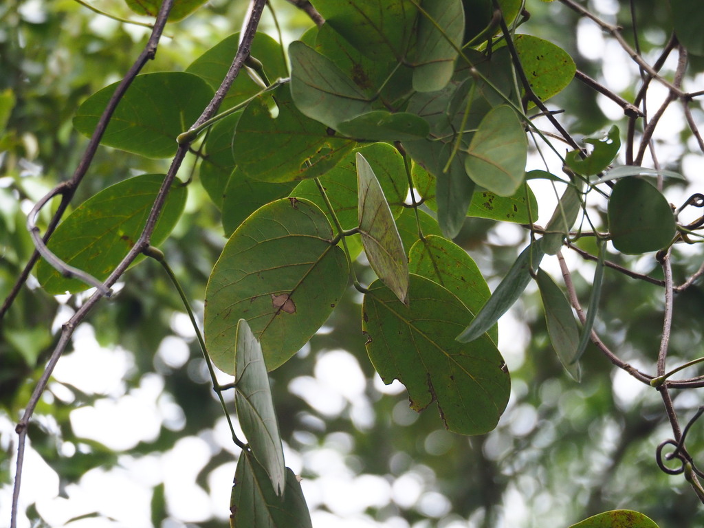 Mucuna macrocarpa; photograph author not stated, no rights reserved