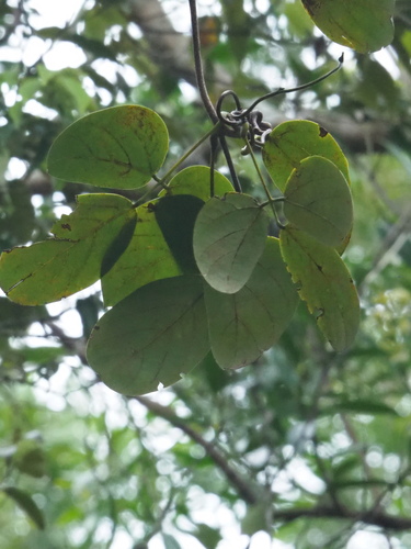 Mucuna macrocarpa, photograph 2