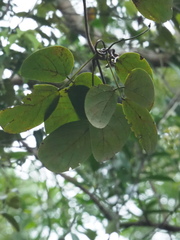 author not stated, no rights reserved Mucuna macrocarpa, photograph author not stated, no rights reserved