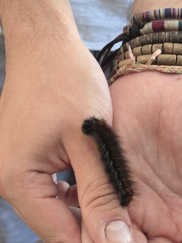 Fox Moth