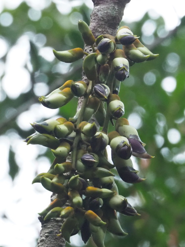 Mucuna macrocarpa, photograph 4