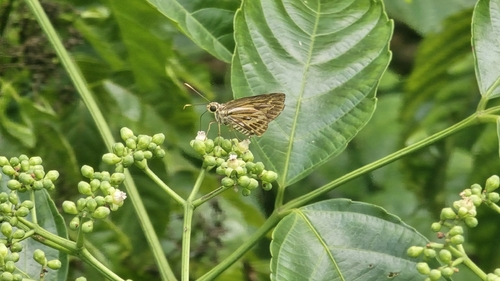 Pyroneura