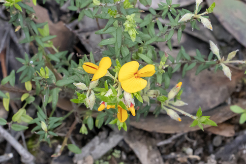 golden bush-pea
