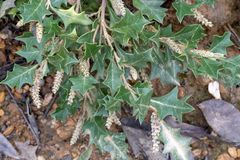 Grevillea bedggoodiana, photograph Andrew Allen, CC BY, iNaturalist via GBIF