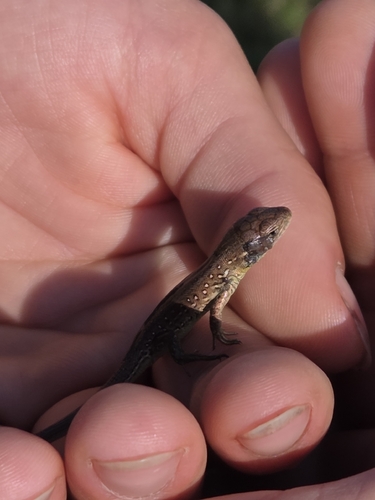 Sand Lizard
