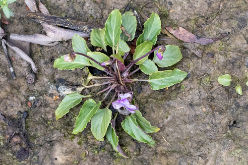 Mountain Violet