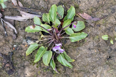 Viola betonicifolia, photograph (c) Andrew Allen, some rights reserved (CC BY)
