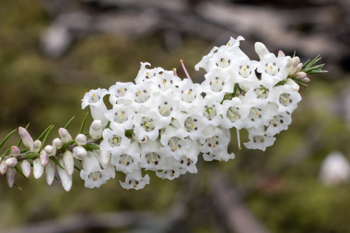 Common Heath