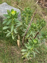 Euphorbia palustris