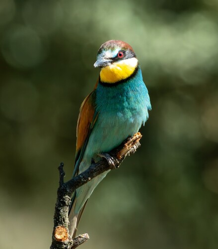 European Bee-eater