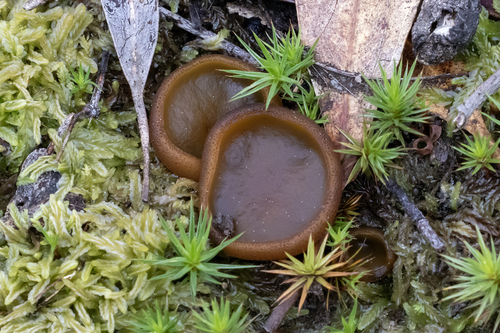 Fleshy Ground Cup