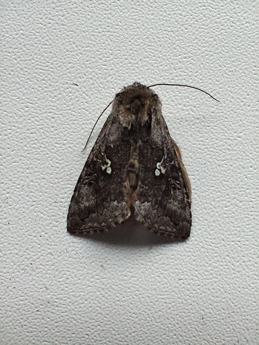 Scarce Silver Υ Moth
