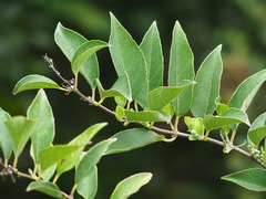 Deutzia pulchra