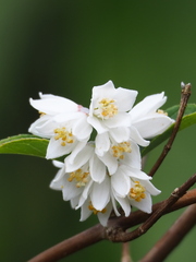 Deutzia pulchra, photograph author not stated, no rights reserved