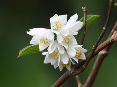 Deutzia pulchra, photograph author not stated, no rights reserved