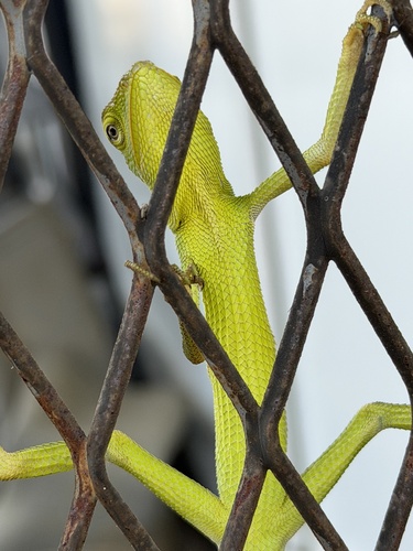 Great Crested Canopy Lizard
