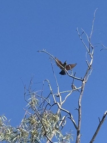 Rainbow Bee-eater