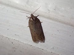 Acleris busckana