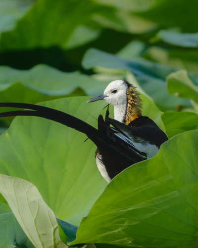 Pheasant-tailed Jacana