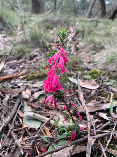 Common Heath