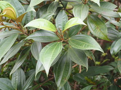 Astronia ferruginea