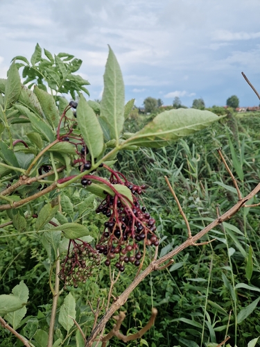 European black elderberry