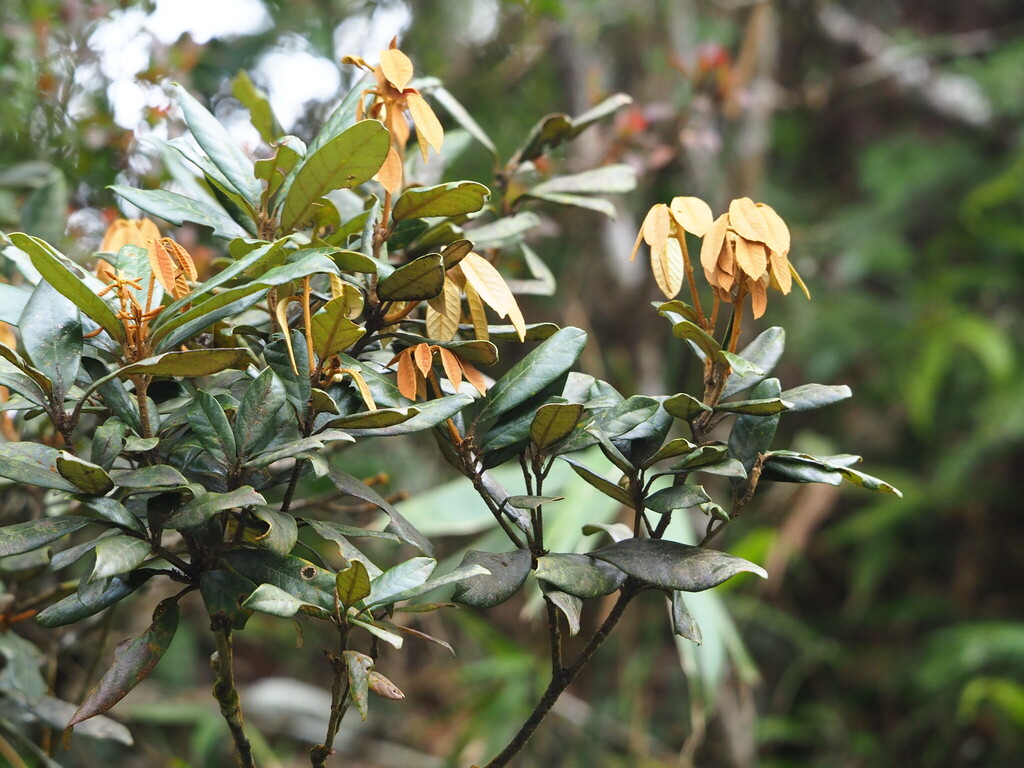 Quercus championii; photograph author not stated, no rights reserved