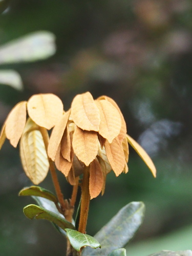 Quercus championii, photograph 2