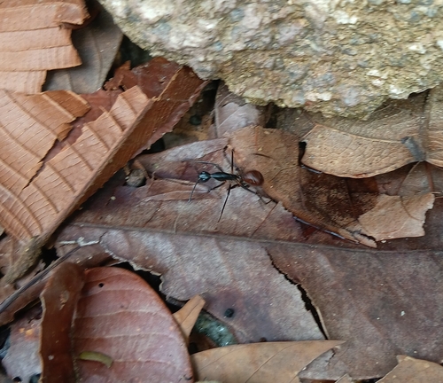 Dinomyrmex gigas gigas