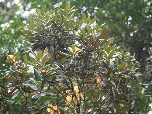 Quercus championii, photograph 4