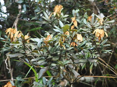 author not stated, no rights reserved Quercus championii, photograph author not stated, no rights reserved