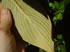 Strobilanthes gossypina