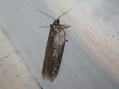 Acleris busckana