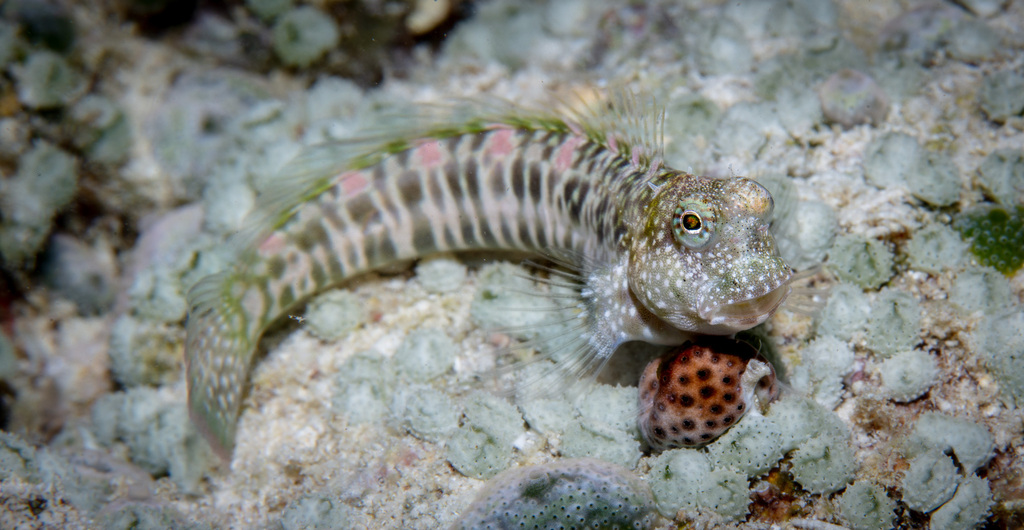Patzner's Blenny